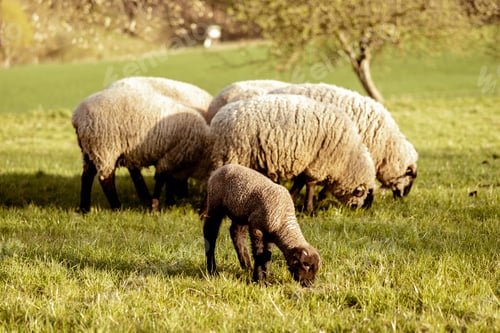 Preview: Flock of sheep on field. Sheep and lamb on the meadow eating grass in the herd. Farming outdoor.