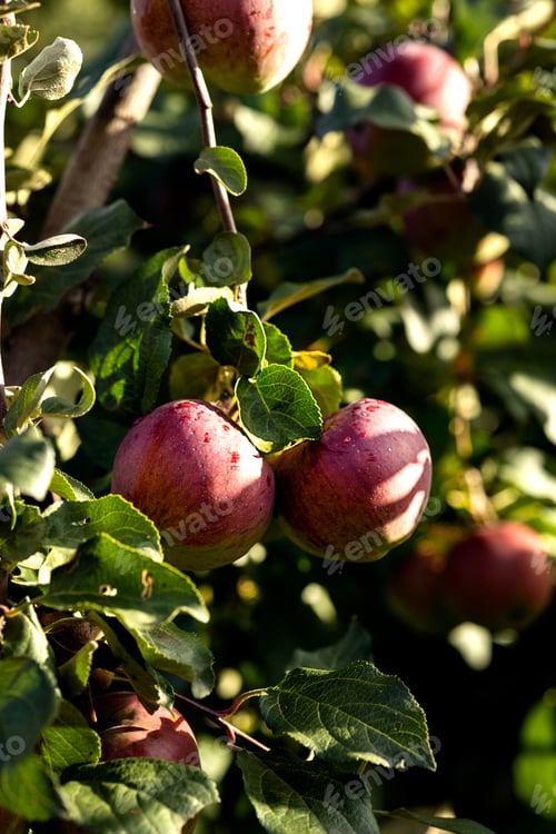 Preview: Red juicy apples hang on branches on a tree on a blue sky background