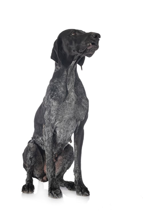 Preview: German Shorthaired Pointer