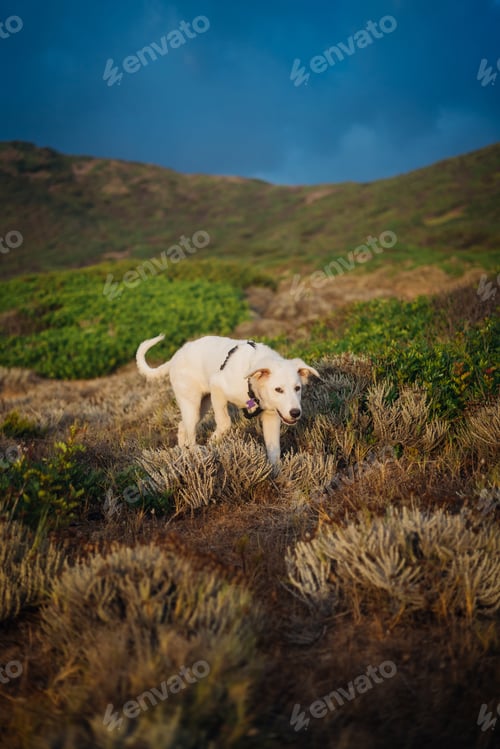 Preview: White shepherd maremma puppy dog in sardinia countryside