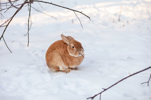 Preview: Beautiful, fluffy red rabbit in winter on the farm. A rabbit is walking in the forest