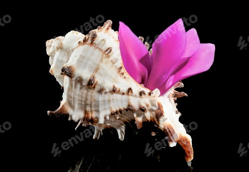 Preview: Murex Indivia Longspine Shell on a black background
