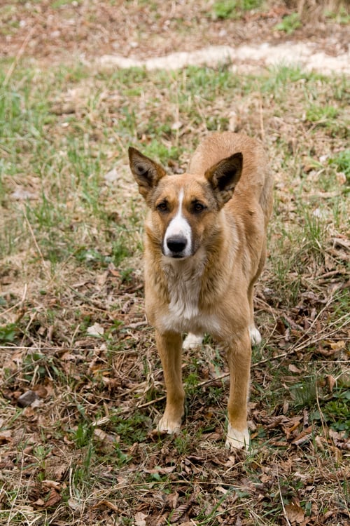 Preview: Stray dog pooch who lives in the Chernobyl exclusion zone