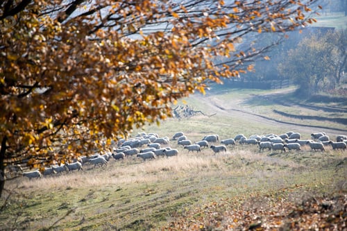 Preview: Beautiful autumn landscape in Transylvania