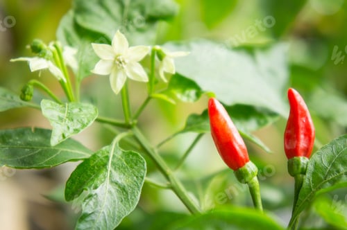 Preview: Chili tree in the garden