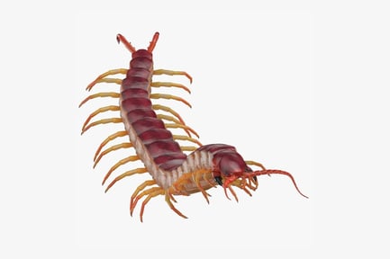 Preview: Scolopendra Gigantea, Giant Centipede