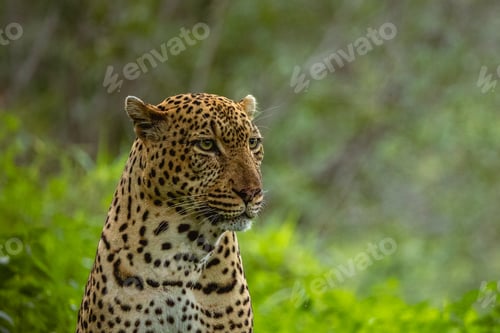 Preview: Male Leopard, Panthera pardus, close-up portrait.