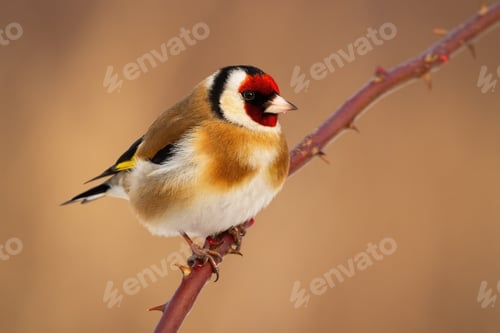 Preview: European goldfinch sitting on thorned branch in winter