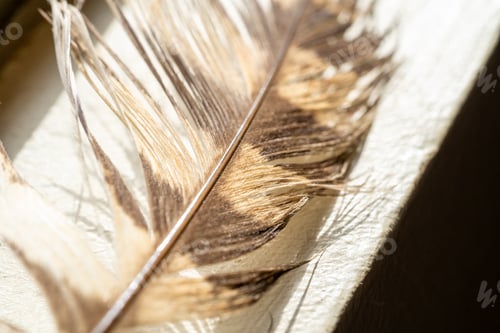 Preview: Close-up of a feather with brown spots