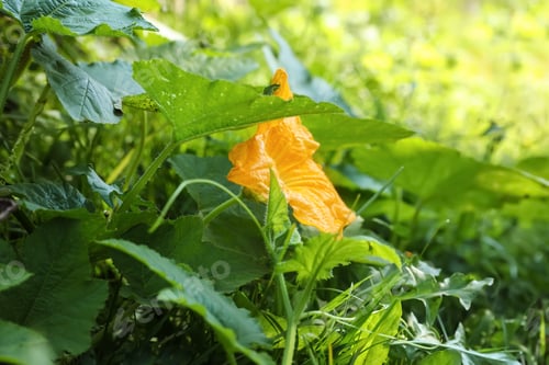Preview: Pumpkin vine with flower and green leaves in garden, closeup