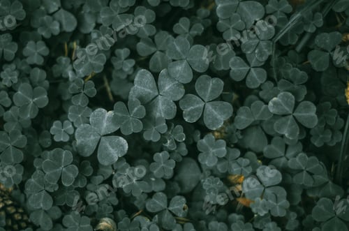 Preview: Green leaves of cover. Forest textures