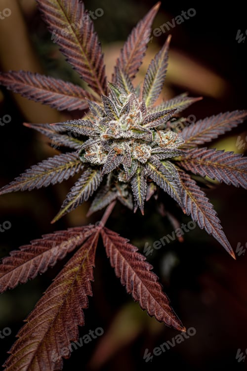 Preview: Vertical shot of a flowered kush cannabis plant on a dark background