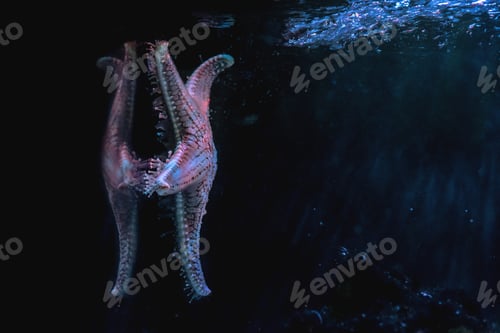 Preview: Cushion Star (Pentaceraster sp.) - Starfish