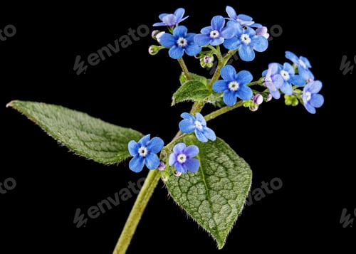 Preview: Blue flowers of brunnera, forget-me-not, myosotis, isolated on black background