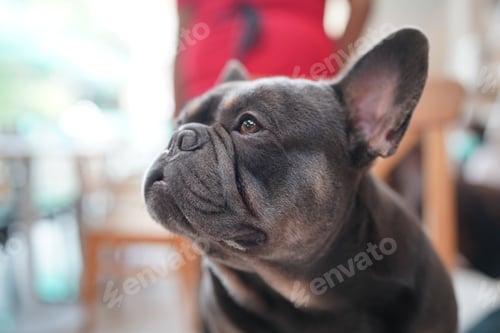 Preview: Cute dog at home