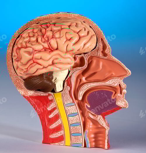 Preview: Human Physiology - Model of human head and brain.