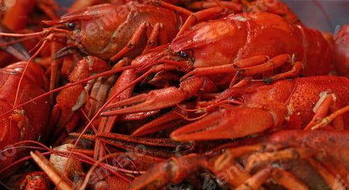 Preview: Portion of cooked red crawfish platter close up