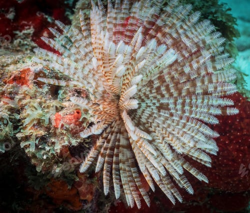 Preview: Coral reef and fish underwater photo. Underwater world scene.