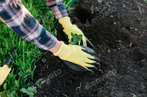 Preview: Hand of woman gardener in gloves holds seedling of small apple tree in her hands preparing to plant