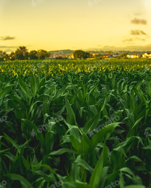 Preview: Corn field in sunset. Maize agriculture theme.