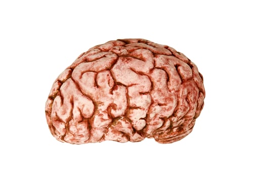 Preview: human brain