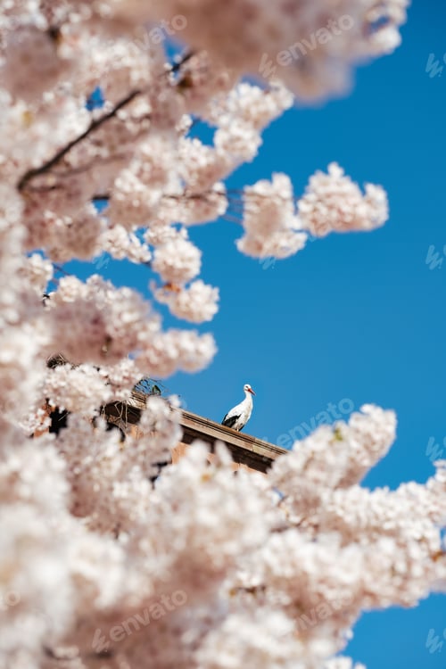 Preview: Stork surrounded by cherry apple blossoms