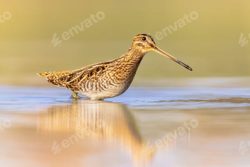 Preview: Common snipe wader bird in habitat background