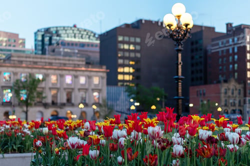 Preview: Tulips in street of downtown Ottawa, Canada. Cityscape in spring during evening.
