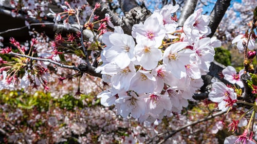 Preview: Beautiful pink cherry trees blooming extravagantly nature scene. Japanese Sakura