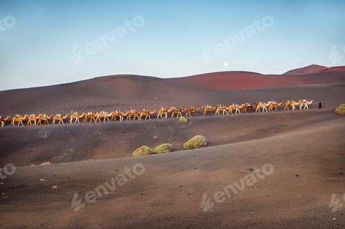 Preview: Camels caravan walking on Lanzarote island