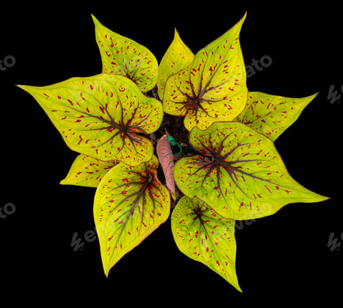 Preview: Beautiful colorful caladium on Black background isolate with clipping path. Queen