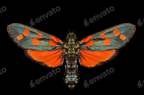 Preview: Butterfly