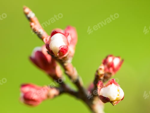 Preview: Fresh plum tree buds