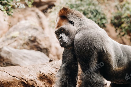 Preview: a Western lowland Gorilla with a pouty expression.The gorilla looks at me