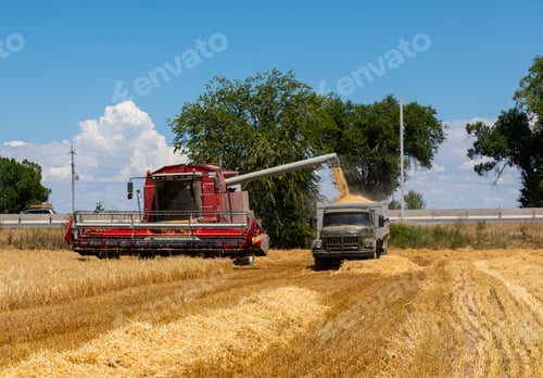 Preview: Combine Harvester Unloading Wheat Grain Into The Truck