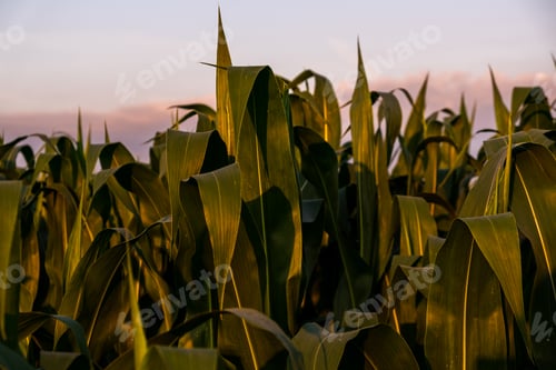Preview: Young maize plants in sunset light. Corn field background