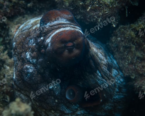 Preview: detalles del ojo de un pulpo