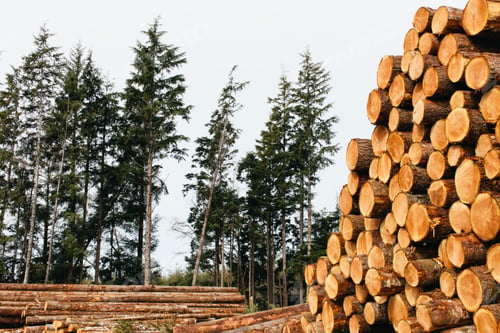Preview: Stacked logs, freshly logged spruce, hemlock and fir trees