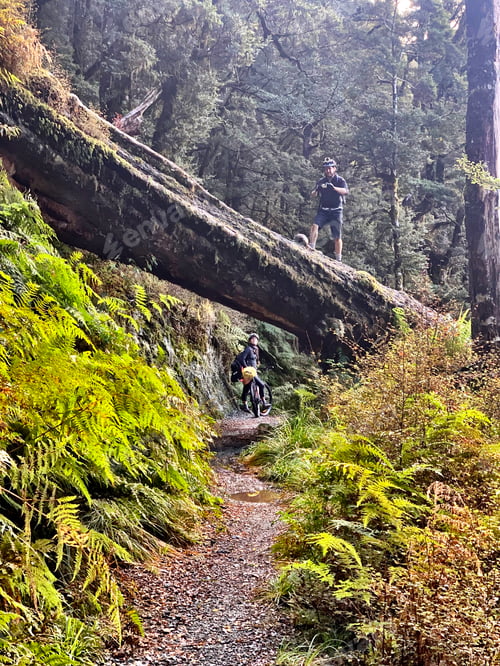 Preview: Mountain biking, large tree over trail with person standing on top and woman riding under it.