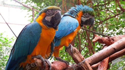 Preview: Two blue-and-yellow macaws perched on branches.
