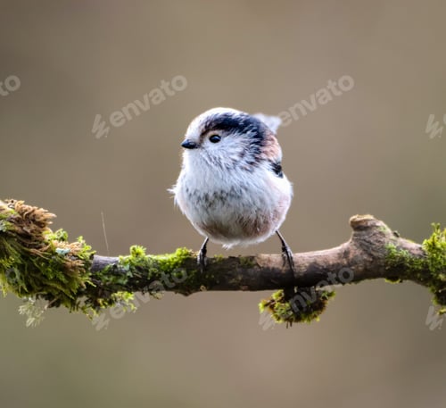 Preview: Long-tailed tit perched on a mossy tree branch.