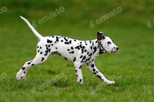 Preview: Dalmatian dog outdoors in summer