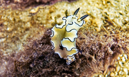 Preview: Colorful sea life underwater, shallow underwater seascape