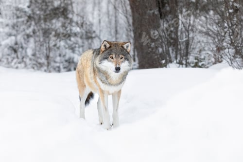 Preview: Wolf standing in the snow in beautiful winter landscape