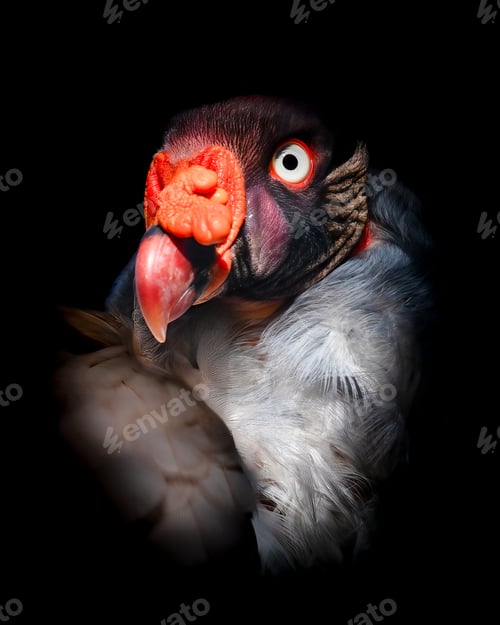 Preview: King vulture with bright orange eyes staring out of the darkness