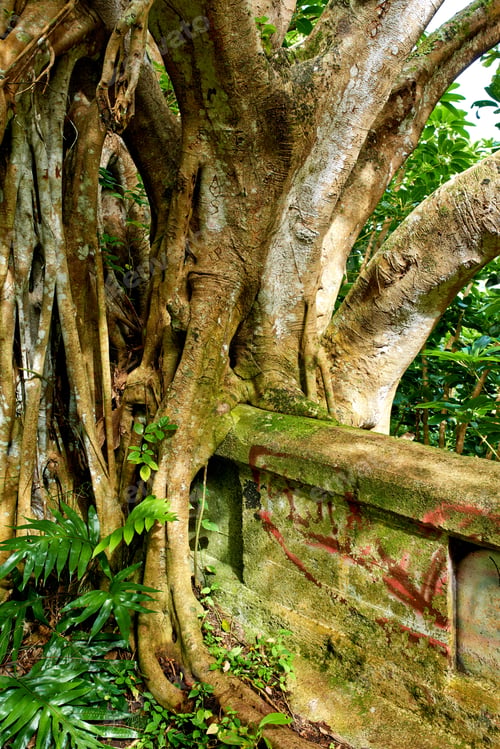 Preview: Jungle road