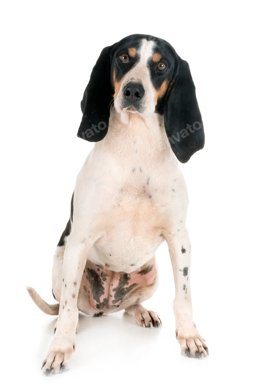 Preview: bernese Schweizer Laufhund