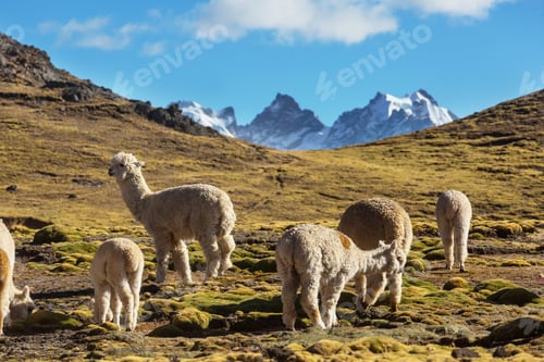 Preview: Alpaca
