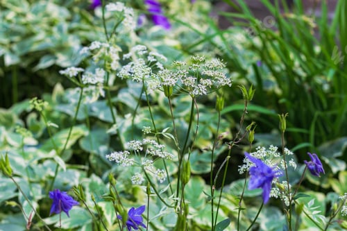 Preview: Blurred floral summer background.Lush summer blooming image. Flowers gardening