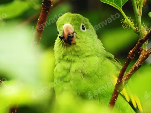 Preview: Green parrot amidst tropical foliage
